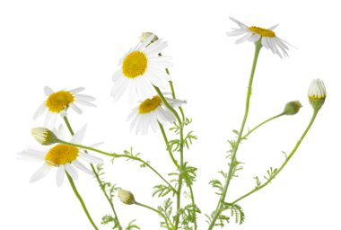 Bir sürü güzel papatya çiçeği beyaz üzerine izole edilmiş.