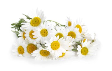 Bir sürü güzel papatya çiçeği beyaz üzerine izole edilmiş.