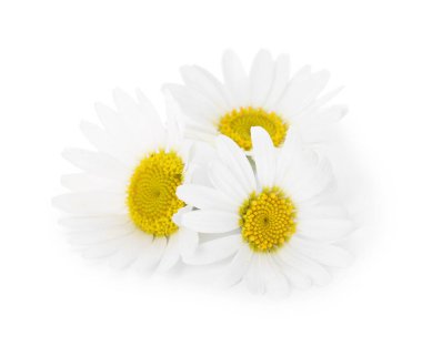 Üç güzel papatya çiçeği beyaz üzerine izole edilmiş