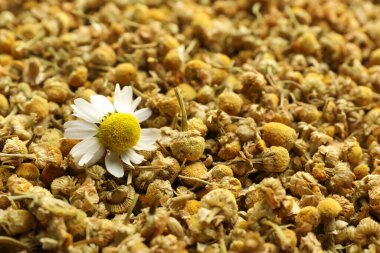 Arka plan olarak kuru ve taze papatya çiçekleri, yakın plan