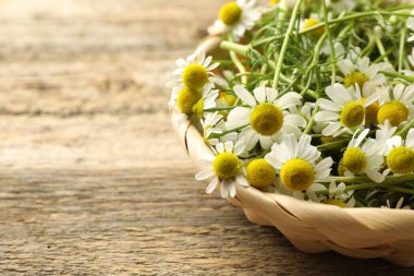 Hasır sepetteki taze papatya çiçekleri ahşap masada, yakın plan. Metin için boşluk