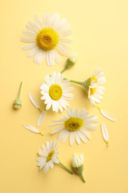 Sarı arka planda güzel papatya çiçekleri, düz uzanmış