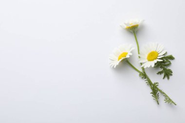 Beyaz arka planda güzel papatya çiçekleri, düz bir zemin. Metin için boşluk