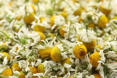 Arka plan olarak birçok kuru papatya çiçeği, yakın plan