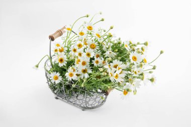 Beyaz arka planda metal sepetin içinde güzel papatya çiçekleri.