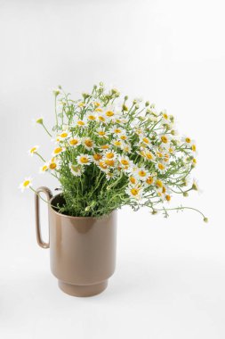 Beyaz arkaplanda vazoda güzel papatya çiçekleri