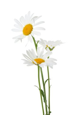 Bir sürü güzel papatya çiçeği beyaz üzerine izole edilmiş.