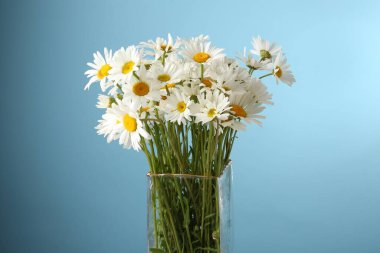 Vazoda bir sürü güzel papatya çiçeği açık mavi arka planda, yakın plan