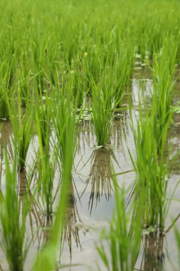 Çeltik tarlasında olgunlaşan pirinç bitkileri, yakın plan