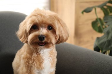 Şirin Maltipoo köpeği evde, mesaj için yer var.