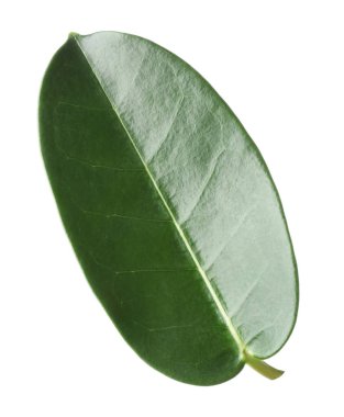 Bir yeşil yasemin yaprağı beyaza izole edilmiş.