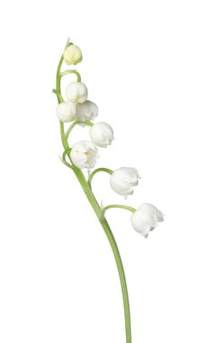 Vadinin güzel kokulu çiçekleri beyazlar üzerinde izole edilmiş.