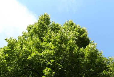 Mavi gökyüzünün altında yeşil yapraklı ağaç dalları, alçak açı manzaralı