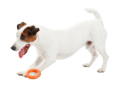 Beyaz arka planda oyuncakla oynayan sevimli bir köpek. Sevimli hayvan