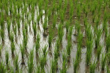 Çeltik tarlasında olgunlaşan pirinç bitkileri, yakın plan