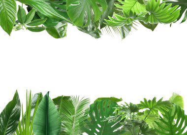 Beyaz arka planda taze yeşil tropikal yapraklardan yapılmış çerçeve