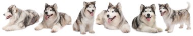 Beyaz arka planda sevimli Alaska Malamute köpeği, fotoğraf kolajı
