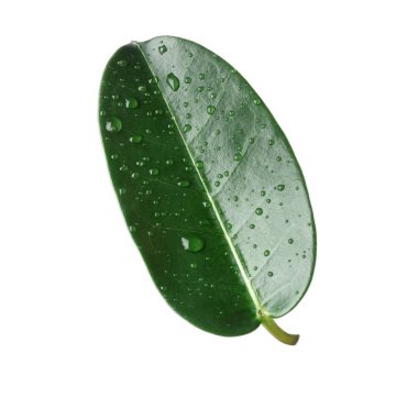 Yeşil yasemin yaprağı ve beyaz üzerine su damlaları.