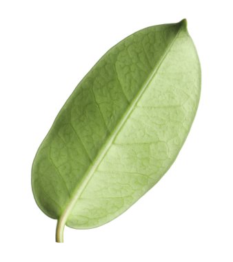 Bir yeşil yasemin yaprağı beyaza izole edilmiş.