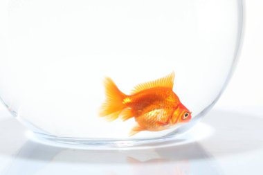 Akvaryumda yüzen altın balıklar, beyaz zemin üzerinde temiz su, yakın çekim