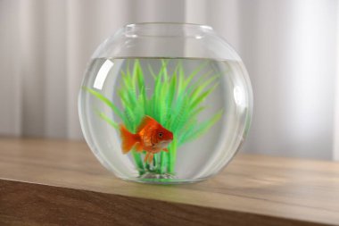 Yuvarlak akvaryumdaki güzel akvaryumdaki balık ahşap masada.