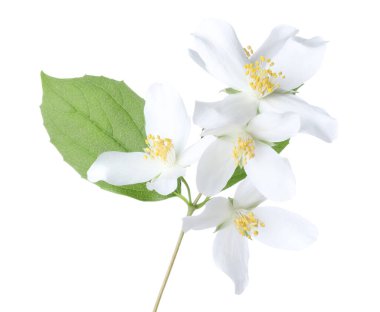 Güzel yasemin çiçekleriyle dolu bir dal beyaz üzerine izole edilmiş