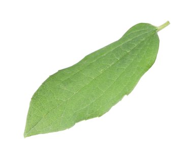 Bir yeşil yasemin yaprağı beyaza izole edilmiş.