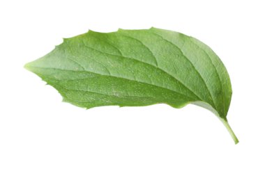 Bir yeşil yasemin yaprağı beyaza izole edilmiş.