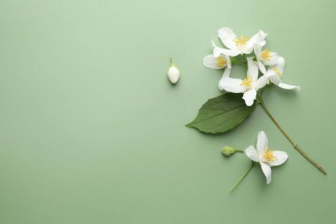 Güzel yasemin çiçekleri ve yeşil arka planda yaprak, düz. Metin için boşluk