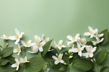 Güzel yasemin çiçekleri ve yeşil arka planda yapraklar, düz uzanmış. Metin için boşluk