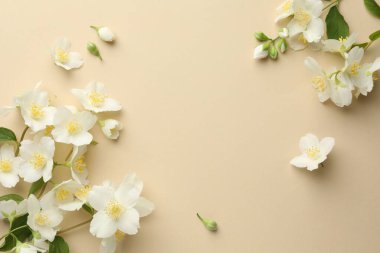 Güzel yasemin çiçekleri bej arka planda, düz yerde. Metin için boşluk