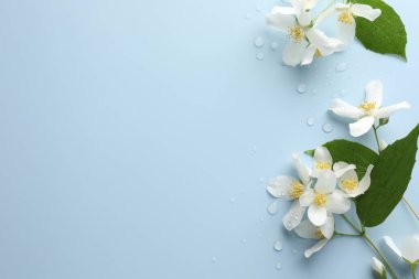 Güzel yasemin çiçekleri ve açık mavi arka planda yeşil yapraklar, düz bir zemin. Metin için boşluk