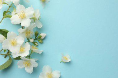 Açık mavi arka planda güzel yasemin çiçekleri, düz uzanmış. Metin için boşluk