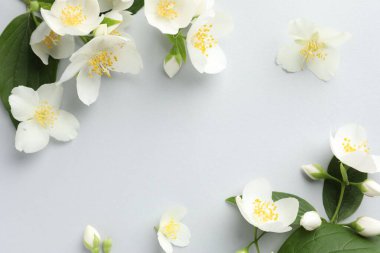 Işık arka planında yaprakları olan güzel yasemin çiçekleri, düz yatıyordu. Metin için boşluk