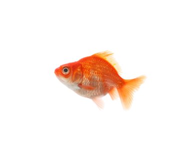 Küçük, güzel bir akvaryum balığı beyazda izole edilmiş.