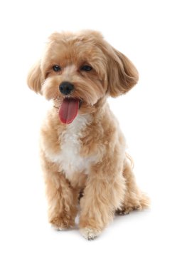 Beyaz arka planda sevimli bir Maltipoo köpeği. Sevimli hayvan