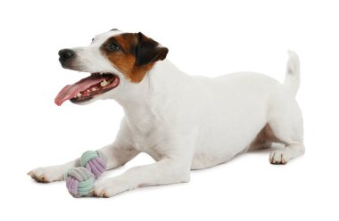 Beyaz arka planda oyuncakla oynayan sevimli bir köpek. Sevimli hayvan