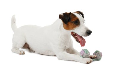 Beyaz arka planda oyuncakla oynayan sevimli bir köpek. Sevimli hayvan