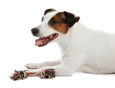 Beyaz arka planda oyuncakla oynayan sevimli bir köpek. Sevimli hayvan