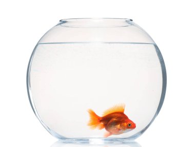 Akvaryumda yüzen altın balıklar. Temiz su beyazı izole edilmiş.