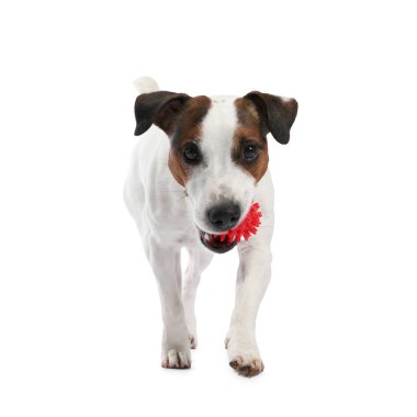 Beyaz arka planda oyuncakla oynayan sevimli bir köpek. Sevimli hayvan