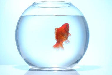 Akvaryumda yüzen altın balıklar açık mavi zemin üzerinde temiz suyla