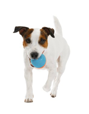 Beyaz arka planda oyuncakla oynayan sevimli bir köpek. Sevimli hayvan