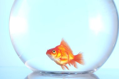 Akvaryumda yüzen altın balıklar açık mavi arka planda temiz suyla, yakın plan