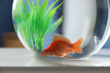 Yuvarlak akvaryumdaki güzel akvaryumdaki balıklar beyaz masada, yakın plan.