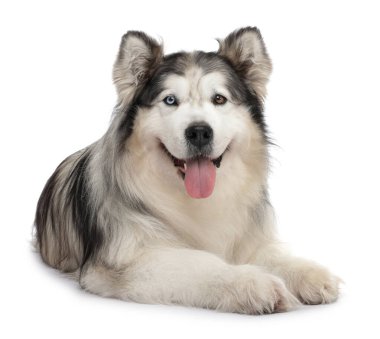 Beyaz arka planda güzel Alaska malamute köpeği