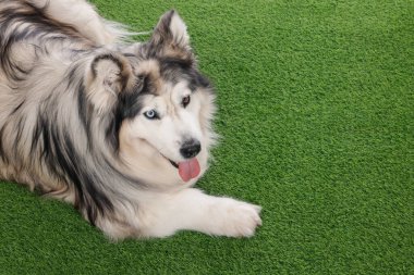 Yapay çimlerin üzerinde güzel Alaska malamute köpeği. Metin için boşluk