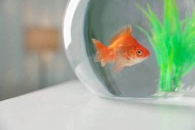 Yuvarlak akvaryumdaki güzel balıklar beyaz masada, yakın plan.