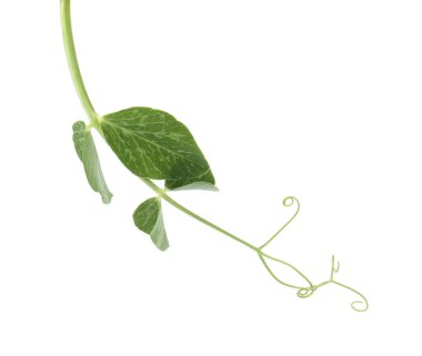 Bir yeşil bezelye filizi beyaz üzerine izole edilmiş