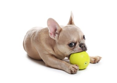 Beyaz arka planda topu olan sevimli Fransız bulldog köpeği.